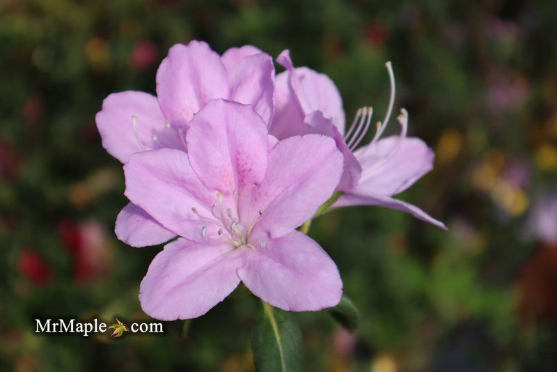 - Azalea 'Gulf Pride’ Light Purple Flowering Sawada Azalea - Mr Maple │ Buy Japanese Maple Trees
