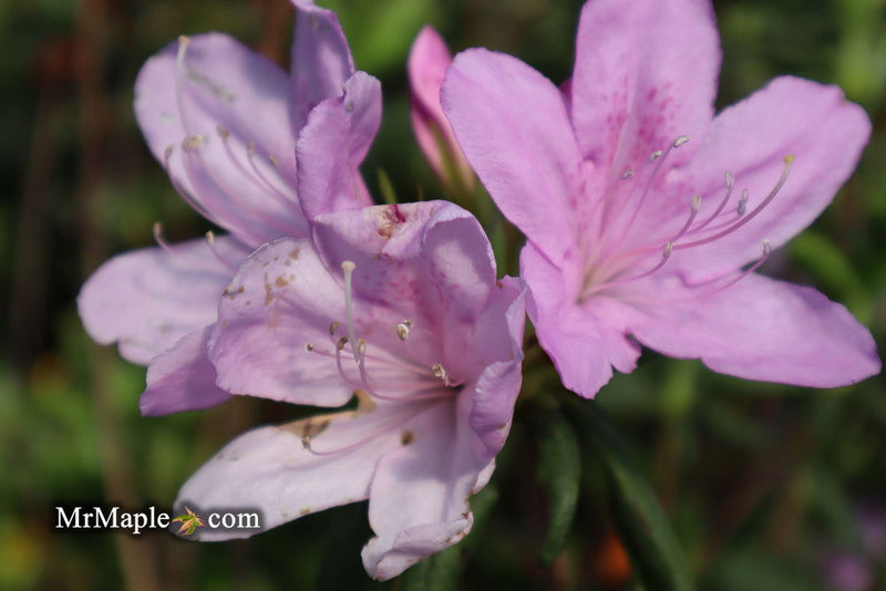 - Azalea 'Gulf Pride’ Light Purple Flowering Sawada Azalea - Mr Maple │ Buy Japanese Maple Trees