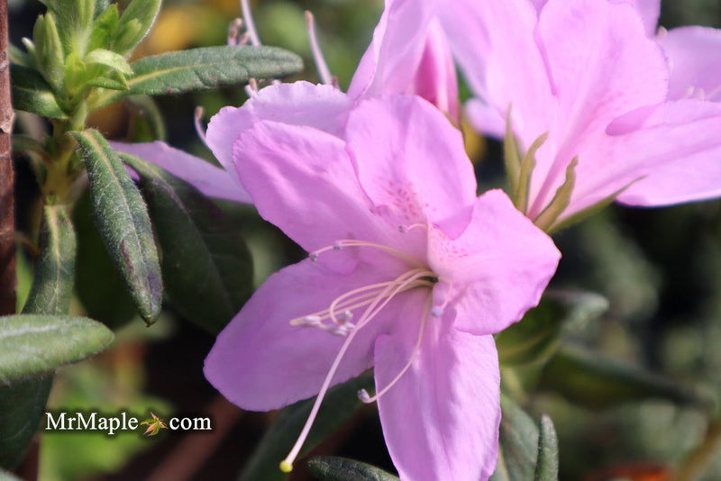 - Azalea 'Gulf Pride’ Light Purple Flowering Sawada Azalea - Mr Maple │ Buy Japanese Maple Trees