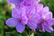 - Azalea 'Gulf Pride’ Light Purple Flowering Sawada Azalea - Mr Maple │ Buy Japanese Maple Trees