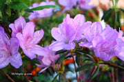 - Azalea 'Gulf Pride’ Light Purple Flowering Sawada Azalea - Mr Maple │ Buy Japanese Maple Trees