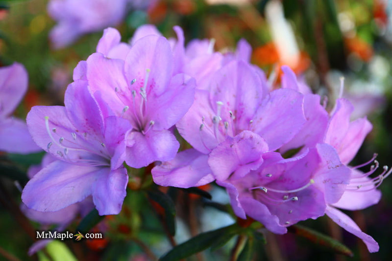 - Azalea 'Gulf Pride’ Light Purple Flowering Sawada Azalea - Mr Maple │ Buy Japanese Maple Trees