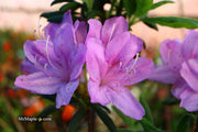 - Azalea 'Gulf Pride’ Light Purple Flowering Sawada Azalea - Mr Maple │ Buy Japanese Maple Trees