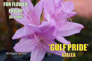 - Azalea 'Gulf Pride’ Light Purple Flowering Sawada Azalea - Mr Maple │ Buy Japanese Maple Trees