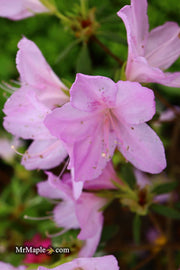- Azalea 'Gulf Pride’ Light Purple Flowering Sawada Azalea - Mr Maple │ Buy Japanese Maple Trees