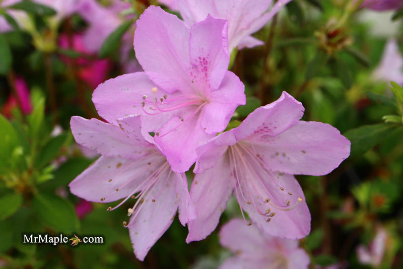 - Azalea 'Gulf Pride’ Light Purple Flowering Sawada Azalea - Mr Maple │ Buy Japanese Maple Trees