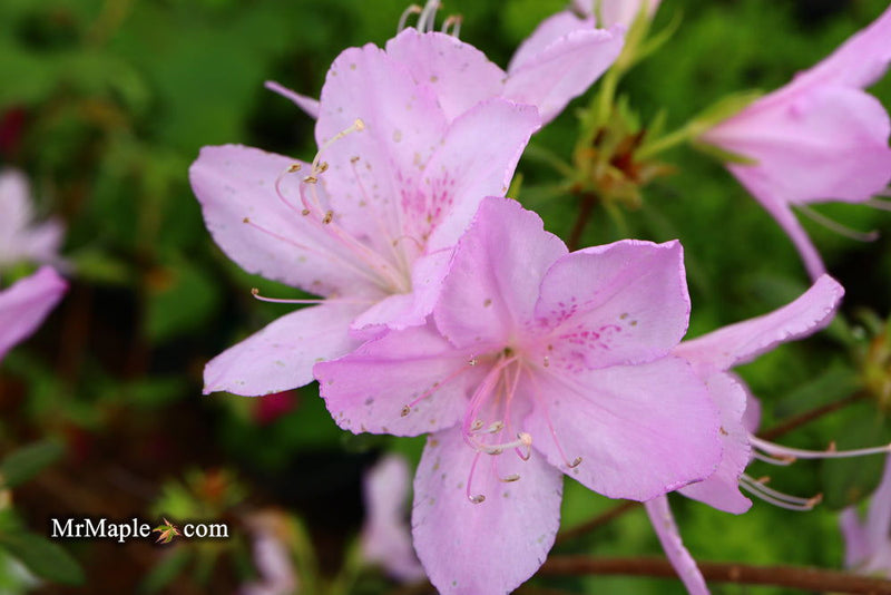 - Azalea 'Gulf Pride’ Light Purple Flowering Sawada Azalea - Mr Maple │ Buy Japanese Maple Trees