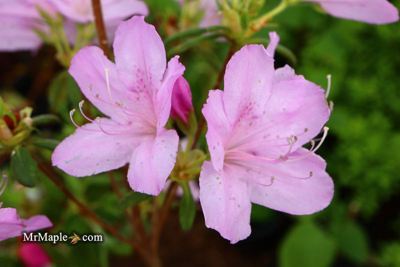 - Azalea 'Gulf Pride’ Light Purple Flowering Sawada Azalea - Mr Maple │ Buy Japanese Maple Trees