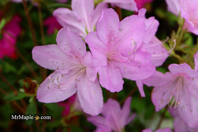 - Azalea 'Gulf Pride’ Light Purple Flowering Sawada Azalea - Mr Maple │ Buy Japanese Maple Trees