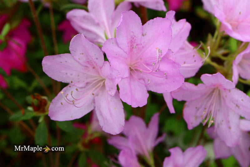 - Azalea 'Gulf Pride’ Light Purple Flowering Sawada Azalea - Mr Maple │ Buy Japanese Maple Trees