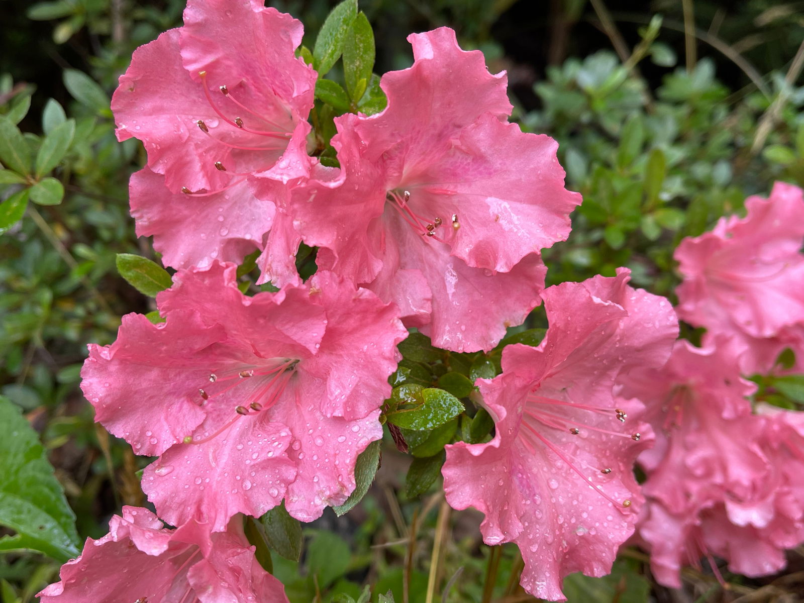 Buy Azalea 'Gumpo Pink' Light Pink Satsuki Azalea — Mr Maple