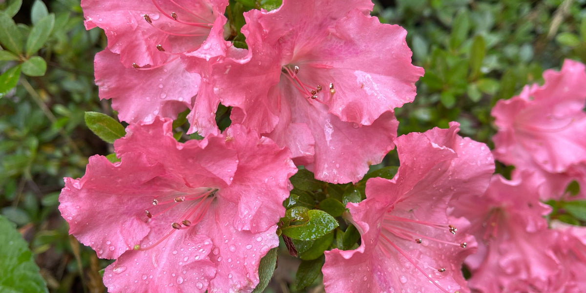 レア サンキョー ローズボンボン Buy Azalea 'Gumpo Pink' Light Pink Satsuki Azalea — Mr Maple