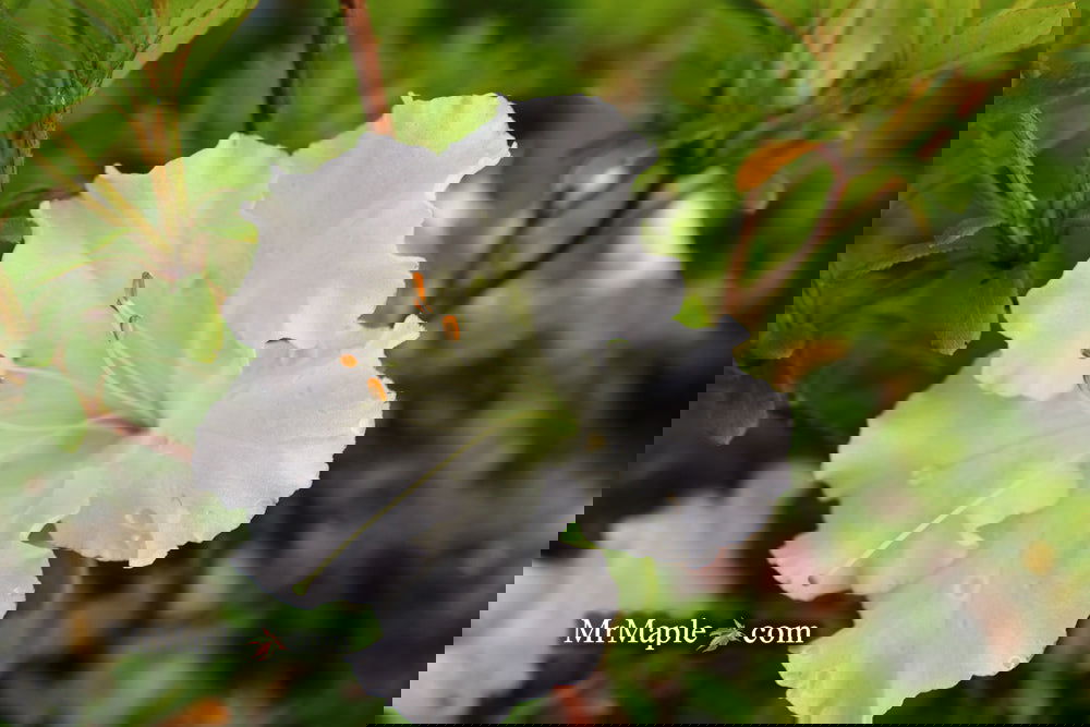 Buy Azalea 'Gumpo White' White Satsuki Azalea — Mr Maple │ Buy