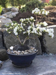 - Azalea 'Gumpo White’ White Satsuki Azalea - Mr Maple │ Buy Japanese Maple Trees