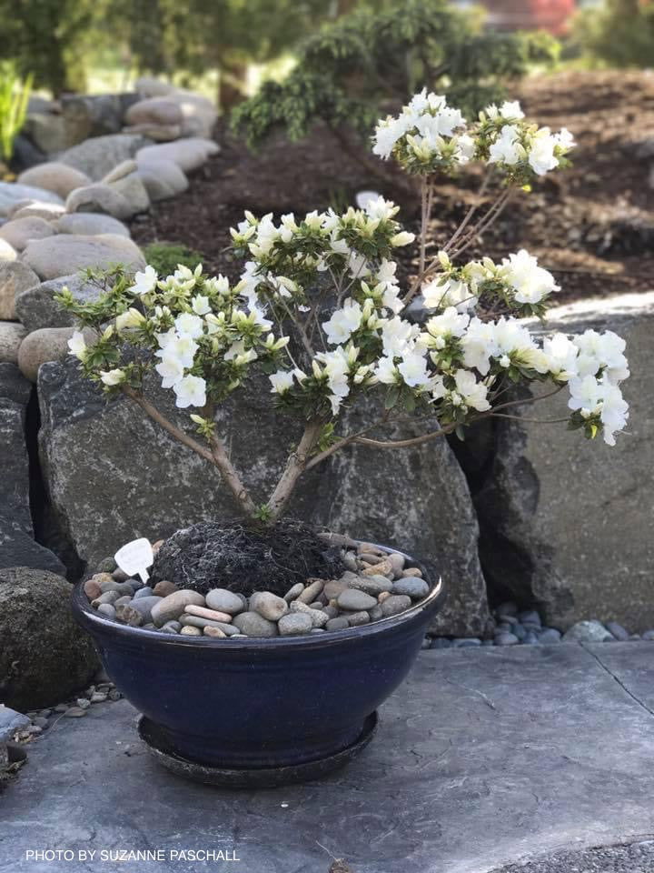 - Azalea 'Gumpo White’ White Satsuki Azalea - Mr Maple │ Buy Japanese Maple Trees