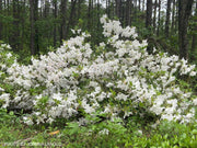 - Azalea 'Gumpo White’ White Satsuki Azalea - Mr Maple │ Buy Japanese Maple Trees