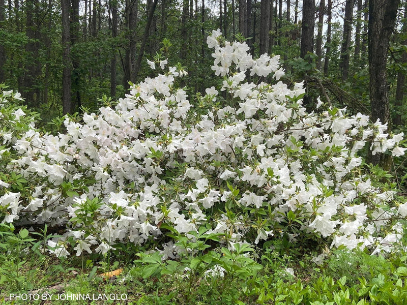 - Azalea 'Gumpo White’ White Satsuki Azalea - Mr Maple │ Buy Japanese Maple Trees