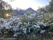 - Azalea 'Gumpo White’ White Satsuki Azalea - Mr Maple │ Buy Japanese Maple Trees