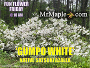 - Azalea 'Gumpo White’ White Satsuki Azalea - Mr Maple │ Buy Japanese Maple Trees