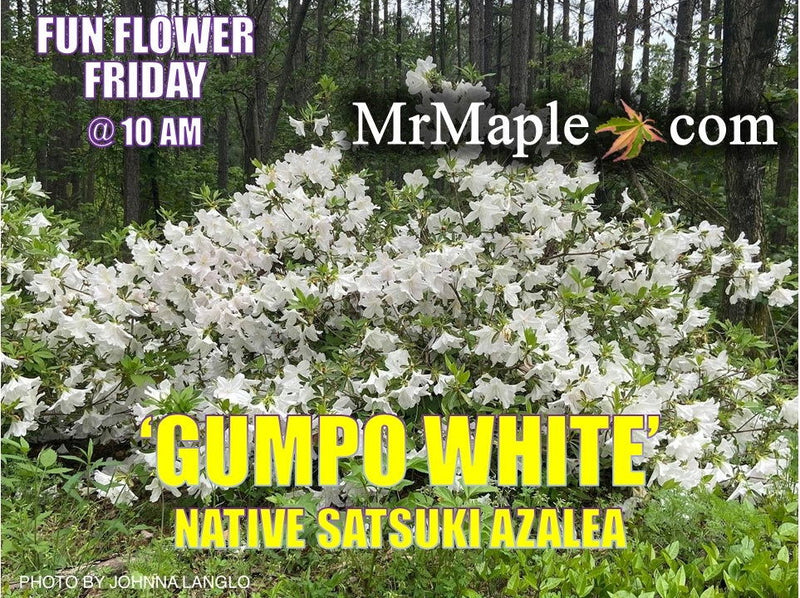 - Azalea 'Gumpo White’ White Satsuki Azalea - Mr Maple │ Buy Japanese Maple Trees