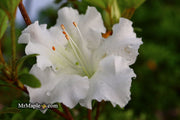 - Azalea 'Gumpo White’ White Satsuki Azalea - Mr Maple │ Buy Japanese Maple Trees