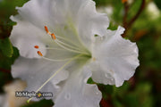 - Azalea 'Gumpo White’ White Satsuki Azalea - Mr Maple │ Buy Japanese Maple Trees