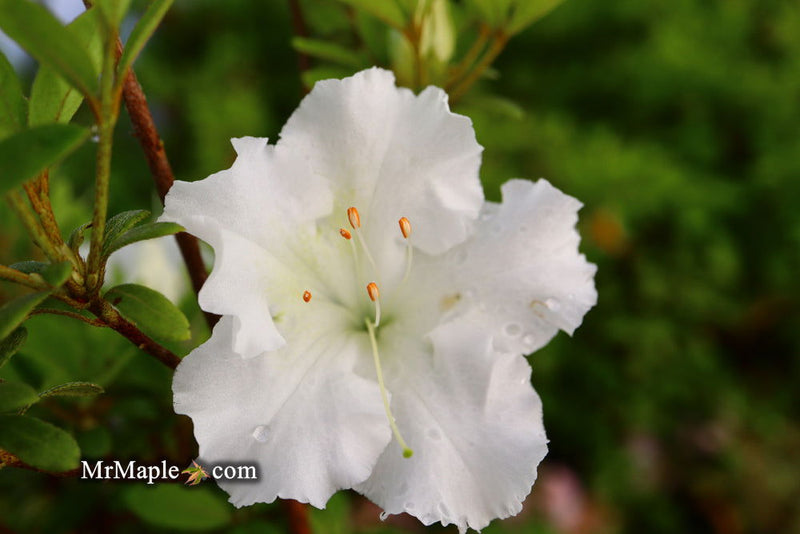 - Azalea 'Gumpo White’ White Satsuki Azalea - Mr Maple │ Buy Japanese Maple Trees