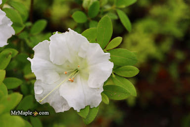 - Azalea 'Gumpo White’ White Satsuki Azalea - Mr Maple │ Buy Japanese Maple Trees