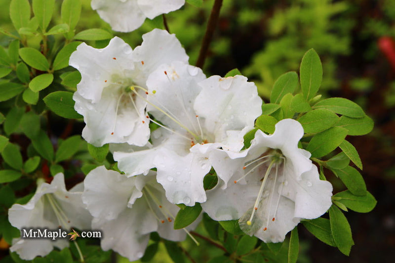 - Azalea 'Gumpo White’ White Satsuki Azalea - Mr Maple │ Buy Japanese Maple Trees