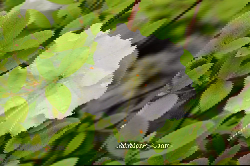 Buy Azalea 'Gumpo White' White Satsuki Azalea — Mr Maple │ Buy