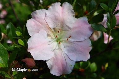 - Azalea 'Gwenda’ Light Pink Robin Hill Azalea - Mr Maple │ Buy Japanese Maple Trees