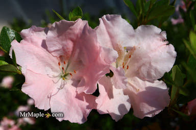 - Azalea 'Gwenda’ Light Pink Robin Hill Azalea - Mr Maple │ Buy Japanese Maple Trees