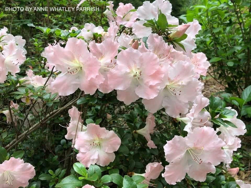 - Azalea 'Gwenda’ Light Pink Robin Hill Azalea - Mr Maple │ Buy Japanese Maple Trees
