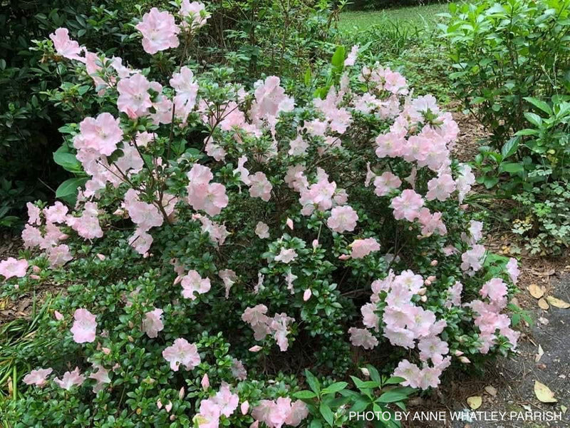 - Azalea 'Gwenda’ Light Pink Robin Hill Azalea - Mr Maple │ Buy Japanese Maple Trees