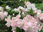 - Azalea 'Gwenda’ Light Pink Robin Hill Azalea - Mr Maple │ Buy Japanese Maple Trees