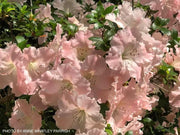 - Azalea 'Gwenda’ Light Pink Robin Hill Azalea - Mr Maple │ Buy Japanese Maple Trees