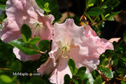 - Azalea 'Gwenda’ Light Pink Robin Hill Azalea - Mr Maple │ Buy Japanese Maple Trees