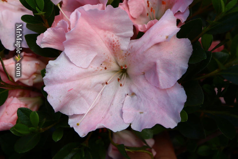- Azalea 'Gwenda’ Light Pink Robin Hill Azalea - Mr Maple │ Buy Japanese Maple Trees