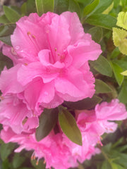 - Azalea 'Hallie’ Double Pink Flowering Aromi Azalea - Mr Maple │ Buy Japanese Maple Trees