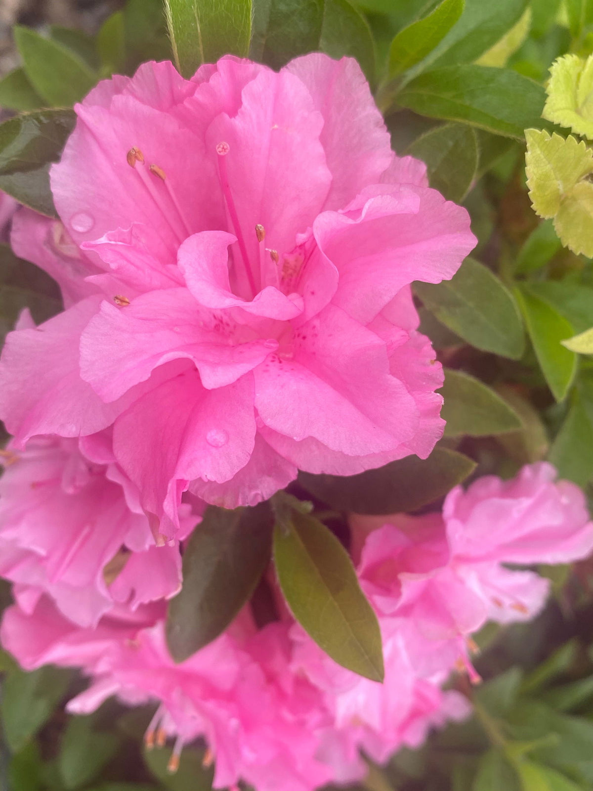 あさみ　2点　rosy ピンク Buy Azalea 'Hallie' Double Pink Flowering Aromi Azalea — Mr Maple