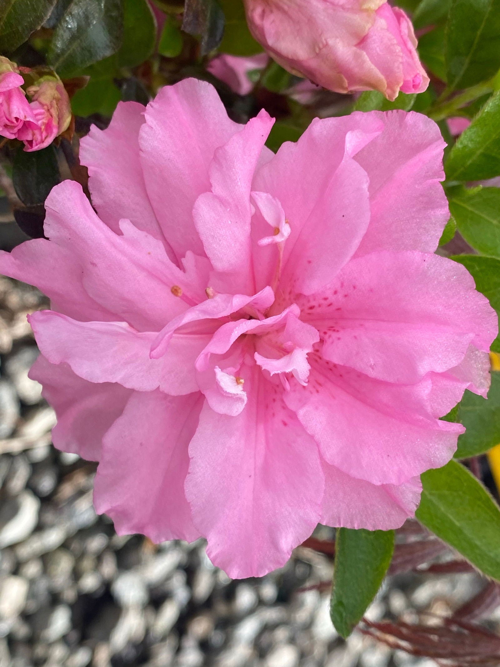 Buy Azalea 'Hallie' Double Pink Flowering Aromi Azalea — Mr Maple