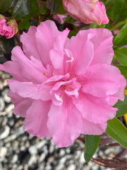 - Azalea 'Hallie’ Double Pink Flowering Aromi Azalea - Mr Maple │ Buy Japanese Maple Trees