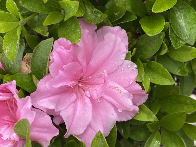 - Azalea 'Hallie’ Double Pink Flowering Aromi Azalea - Mr Maple │ Buy Japanese Maple Trees