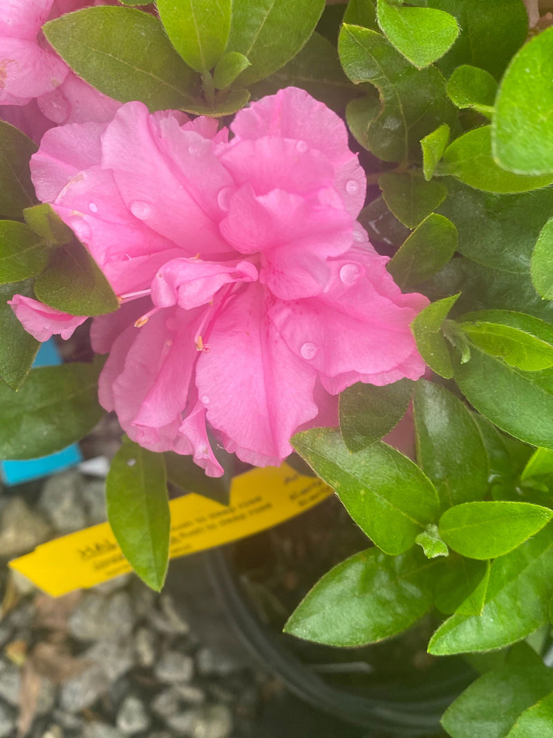 - Azalea 'Hallie’ Double Pink Flowering Aromi Azalea - Mr Maple │ Buy Japanese Maple Trees