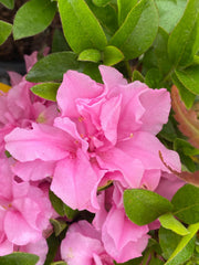 - Azalea 'Hallie’ Double Pink Flowering Aromi Azalea - Mr Maple │ Buy Japanese Maple Trees