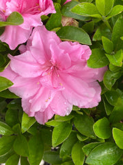 - Azalea 'Hallie’ Double Pink Flowering Aromi Azalea - Mr Maple │ Buy Japanese Maple Trees