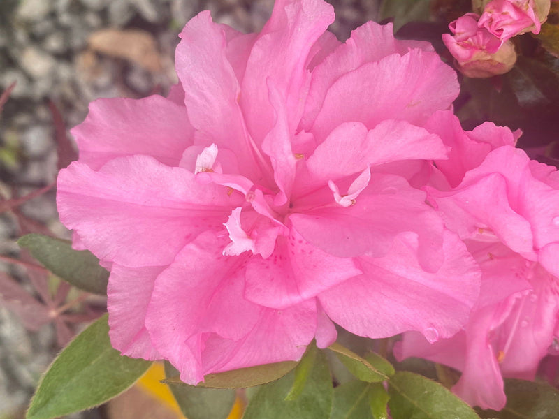 - Azalea 'Hallie’ Double Pink Flowering Aromi Azalea - Mr Maple │ Buy Japanese Maple Trees