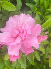 - Azalea 'Hallie’ Double Pink Flowering Aromi Azalea - Mr Maple │ Buy Japanese Maple Trees