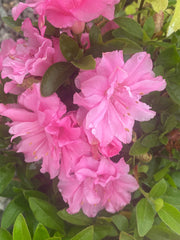 - Azalea 'Hallie’ Double Pink Flowering Aromi Azalea - Mr Maple │ Buy Japanese Maple Trees