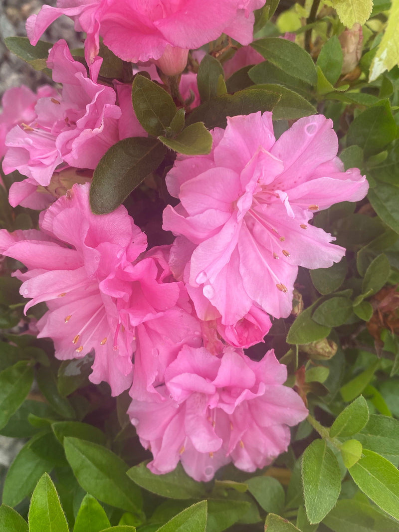 - Azalea 'Hallie’ Double Pink Flowering Aromi Azalea - Mr Maple │ Buy Japanese Maple Trees